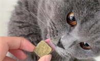 比优米猫草冻干怎么样