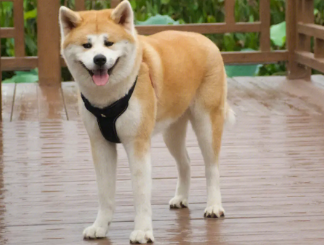 秋田犬发情几天能配种,来了解下吧 秋田犬发情几天能配种,来了解下吧