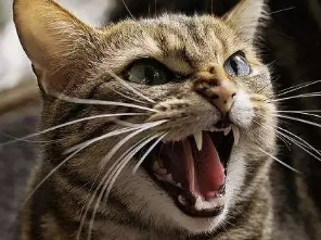猫咪夜晚叫为什么