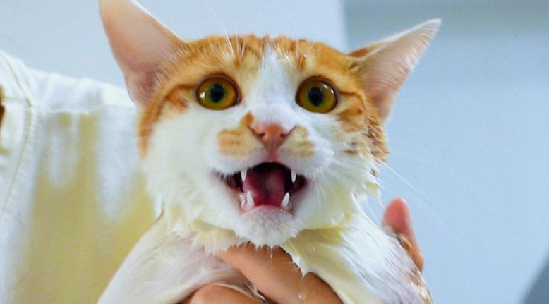 猫咪为什么经常抖嘴