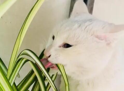  猫喜欢吃什么植物叶子