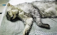 宠物店买猫死了谁负责