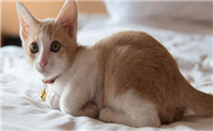 猫咪尿床的原因