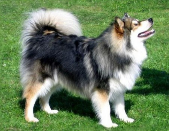 芬兰拉普猎犬鼻子有点干是怎么了,看这里~ 芬兰拉普猎犬鼻子有点干是怎么了,看这里~