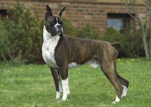 拳师犬怎么剪指甲?一定要好好学哦! 拳师犬怎么剪指甲?一定要好好学哦!