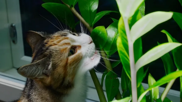 猫咪忌讳的植物