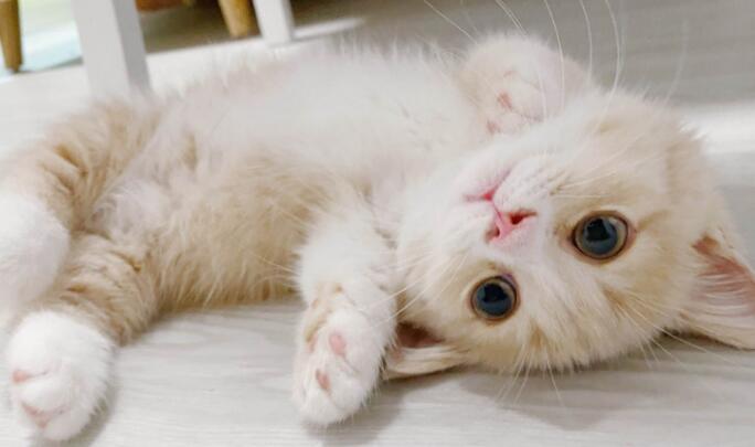  穷养猫准备用品