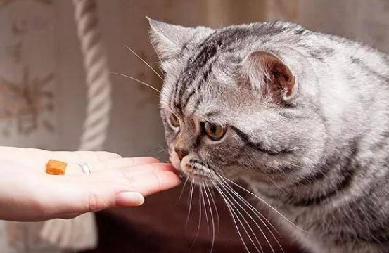养猫女孩颅内有大量寄生虫