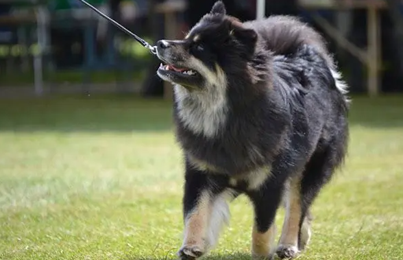 芬兰拉普猎犬咳嗽怎么办？我来告诉你！