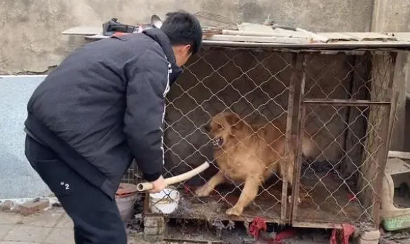 娇生惯养的金毛犬，竟对主人龇牙咧嘴，小哥：绝不能惯着它