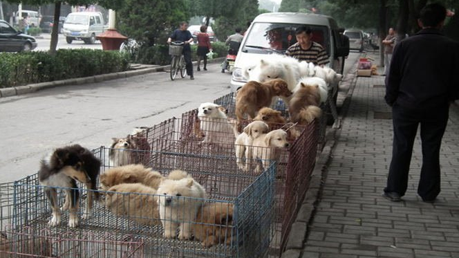 合肥哪里有卖狗的地方 合肥哪里有卖狗的地方