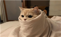 猫咪睁眼撒娇是为什么原因