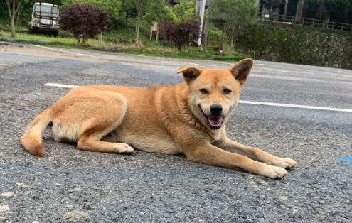 中华田园犬是什么狗？你知道吗？不知道一起来看看！