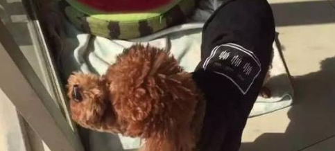 女主怀孕把泰迪送走，再见时忍不住流泪，相逢一幕感人至深