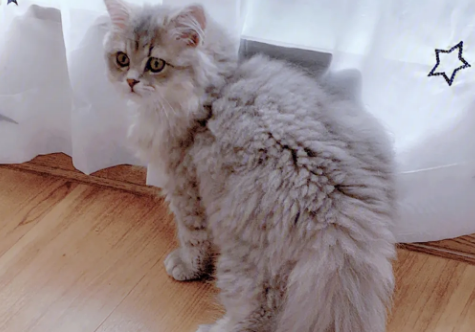 褴褛猫假孕是怎么回事?新手铲屎官可以看看~ 褴褛猫假孕是怎么回事?新手铲屎官可以看看~
