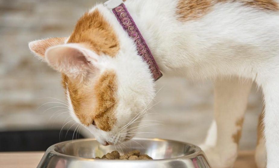 宠物猫喂食标准