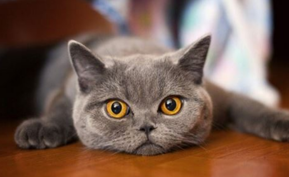 为什么不能叫猫咪名字大全有哪些