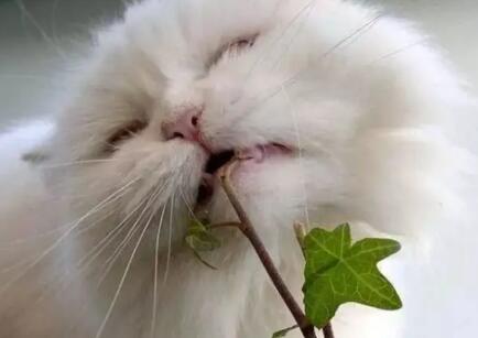 猫不能接触的植物 猫不能接触的植物