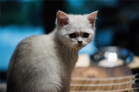 猫咪长大后为什么都要跑出去