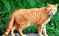 中华田园猫哪种最粘人
