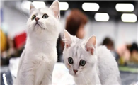 猫咪养不熟的5大忌