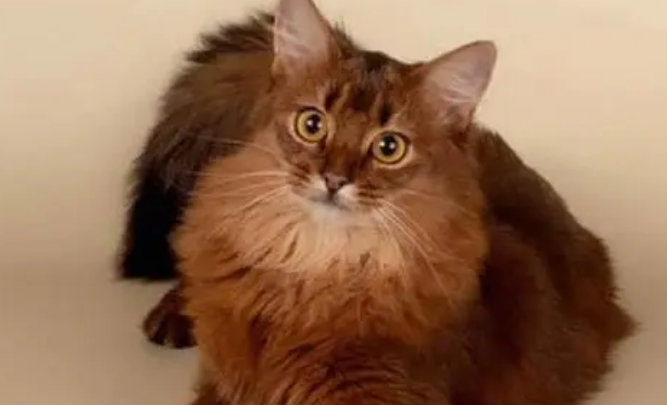 索马里猫猫肥大细胞瘤怎么治疗?有哪些治疗方法 索马里猫猫肥大细胞瘤怎么治疗?有哪些治疗方法
