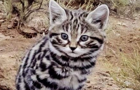虎猫和豹猫的区别？怎么区分呢？