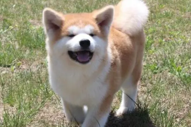 秋田犬产后没奶怎么解决，吃什么补充最好？