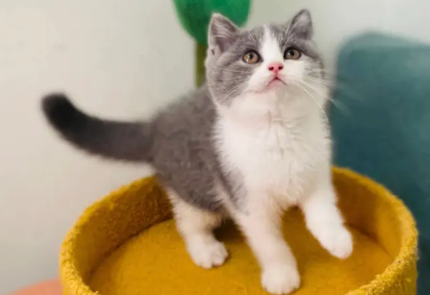 英国短毛猫蓝白多少钱一只