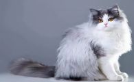 波斯猫的性格怎么样？它有什么特点呢？