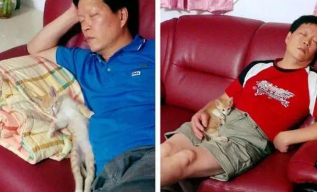 爸爸威胁：你敢养猫就睡楼梯！结果现在睡一起的情况是？