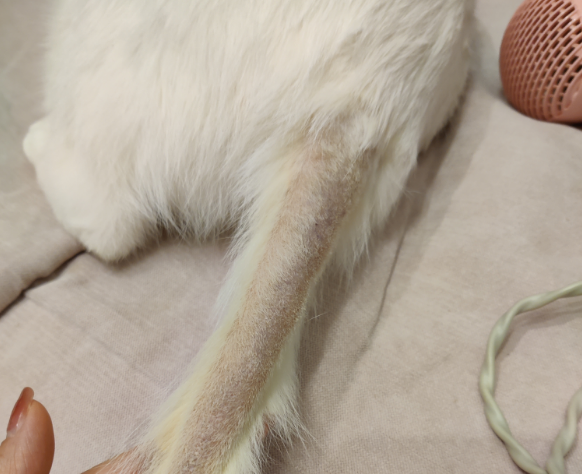 猫咪尾巴为什么油腻腻的