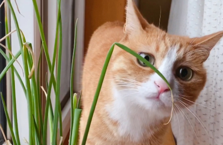 猫咪为什么喜欢闻小葱味呢