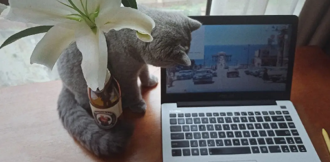 家里进猫的真正预兆