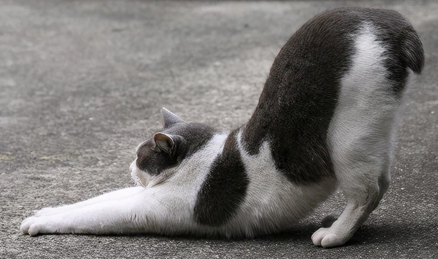 猫的背部时不时抽一下 猫的背部时不时抽一下