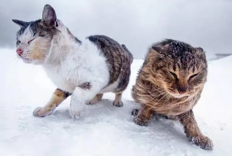 流浪猫冬天怎么过冬?此文帮你解答 流浪猫冬天怎么过冬?此文帮你解答