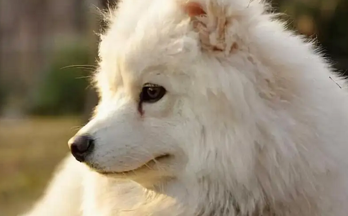 萨摩耶犬有眼屎怎么办，应如何解决？