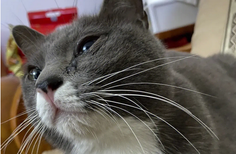 猫咪眼睛为什么老是流泪 猫咪眼睛为什么老是流泪