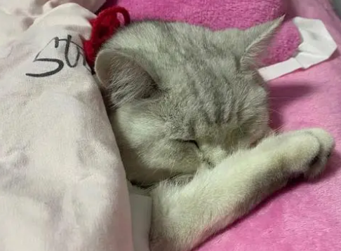 为什么猫咪喜欢睡懒觉呢