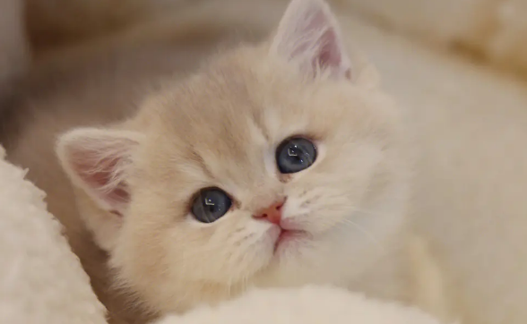 为什么有的猫咪视频很可爱? 为什么有的猫咪视频很可爱?