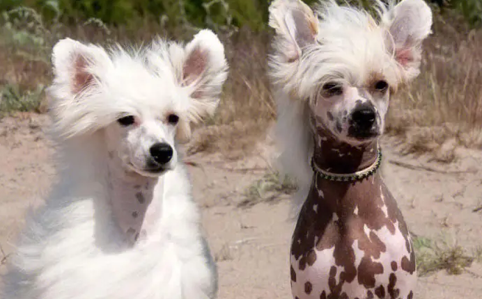 冠毛犬皮肤过敏怎么办?这里有答案! 冠毛犬皮肤过敏怎么办?这里有答案!