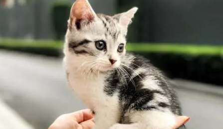 为什么有些猫咪长不大 为什么有些猫咪长不大