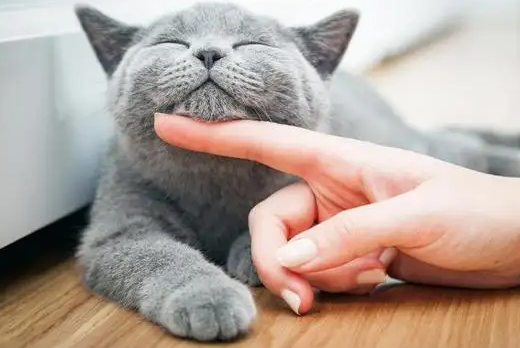 猫吃得很多怎么办 猫吃得很多怎么办