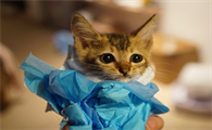 刚刚开始养猫就后悔了