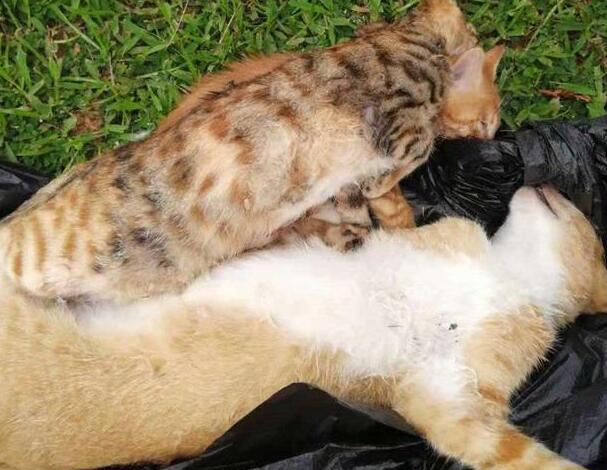把猫埋了会有什么果报 把猫埋了会有什么果报