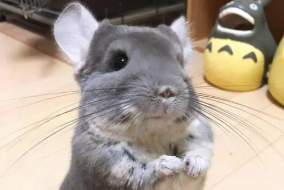龙猫和猫哪个好养 龙猫和猫哪个好养