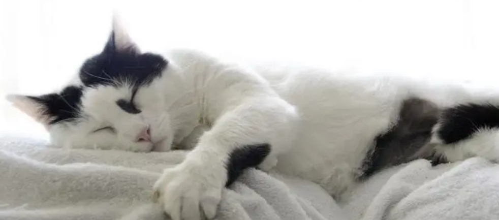 风水大师说养猫好不好