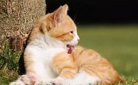 猫咪为什么无故舔毛