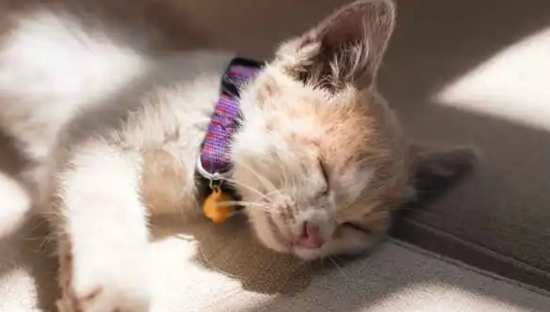 为什么有的猫咪长耳螨 为什么有的猫咪长耳螨