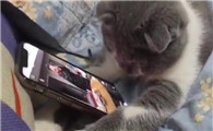 为什么猫咪会看手机看人呢